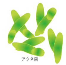 アクネ菌（プロピオニバクテリウム アクネス）★もも木薬局