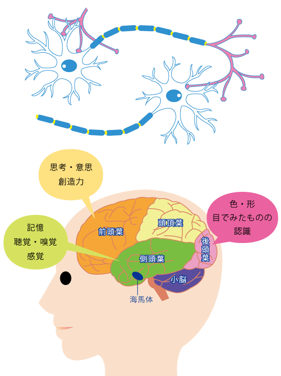 ブレインフォグ☆さいたま市の漢方薬局もも木薬局