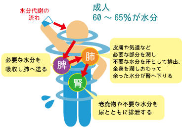 むくみは治せる？☆さいたま市の漢方薬局もも木薬局